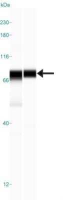 Simple Western: LETM1 Antibody [NBP1-89556]