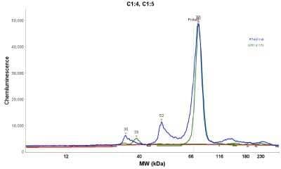 Simple Western: LETM1 Antibody [NBP1-89556]