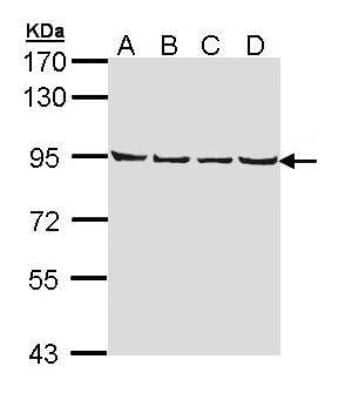 Western Blot: LETM1 Antibody [NBP1-33433]