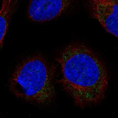 Immunocytochemistry/ Immunofluorescence: LETMD1 Antibody [NBP2-57582]