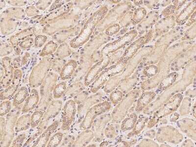 Immunohistochemistry-Paraffin: LETMD1 Antibody [NBP3-06198]