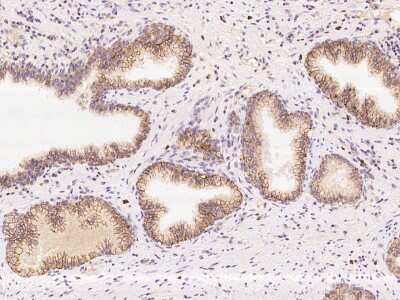 Immunohistochemistry-Paraffin: LETMD1 Antibody [NBP3-06198]