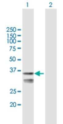 Western Blot: LETMD1 Antibody [H00025875-B01P]