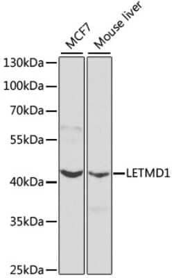 Western Blot: LETMD1 AntibodyBSA Free [NBP3-04759]