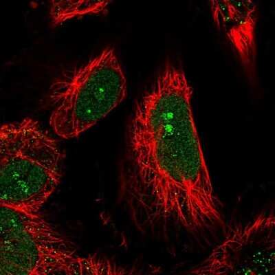 Immunocytochemistry/ Immunofluorescence: LEUTX Antibody [NBP1-90890]