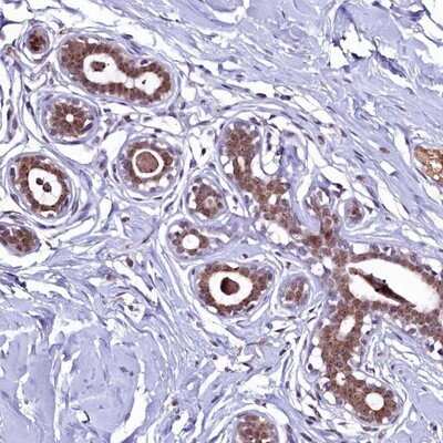 Immunohistochemistry-Paraffin: LEUTX Antibody [NBP1-90890]