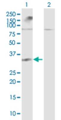 Western Blot: Galectin-12 Antibody [H00085329-B02P]