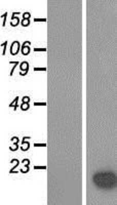 Western Blot: Galectin-14/LGALS14 Overexpression Lysate [NBP2-06694]