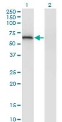 Western Blot: LGTN Antibody (2D10) [H00001939-M05]