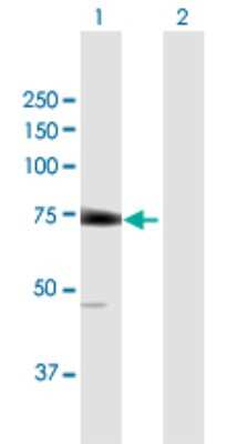 Western Blot: LGTN Antibody [H00001939-B01P]