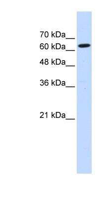 Western Blot: LGTN Antibody [NBP1-57395]