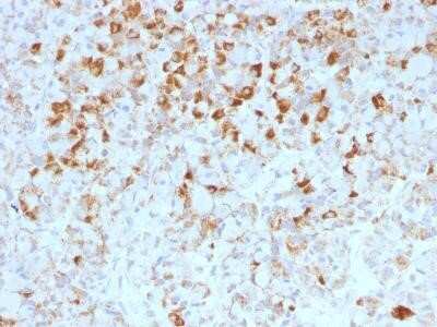 Immunohistochemistry-Paraffin: LH beta Antibody (LHb/1214) - Azide and BSA Free [NBP2-47733]