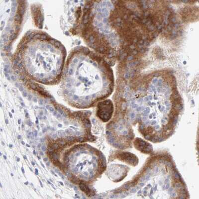 Immunohistochemistry-Paraffin: LHFPL1 Antibody [NBP1-91202]