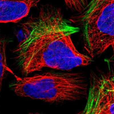 Immunocytochemistry/ Immunofluorescence: LHFPL2 Antibody [NBP1-93654]