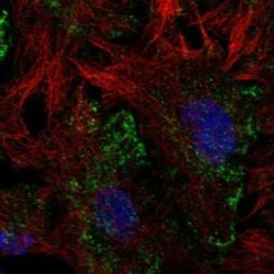 Immunocytochemistry/ Immunofluorescence: LHFPL2 Antibody [NBP3-17270]