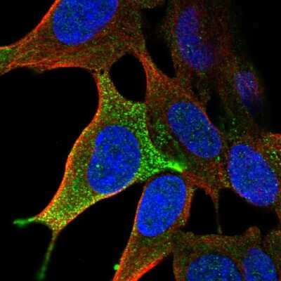 Immunocytochemistry/ Immunofluorescence: LHFPL3 Antibody [NBP2-57678]