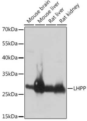 Western Blot: LHPP AntibodyAzide and BSA Free [NBP3-04615]