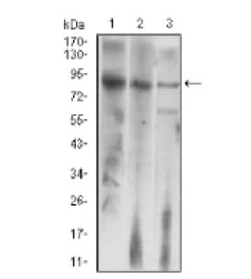 Western Blot: LHR Antibody (8G9A2)BSA Free [NBP2-52504]