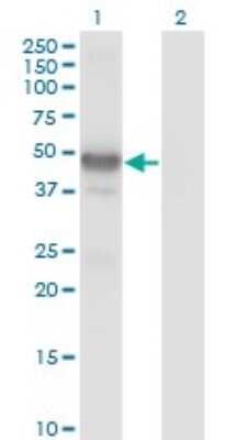 Western Blot: LHX2 Antibody (1E6) [H00009355-M02]