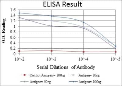 ELISA: LHX2 Antibody (6G2) - BSA Free [NBP2-37619]