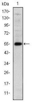 Western Blot: LHX2 Antibody (6G2)BSA Free [NBP2-37619]