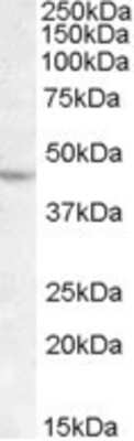 Western Blot: LHX2 Antibody [NB100-94903]