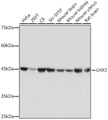 Western Blot: LHX3 Antibody (0F3J8) [NBP3-15797]