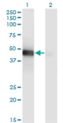 Western Blot: LHX9 Antibody (1D8) [H00056956-M08]