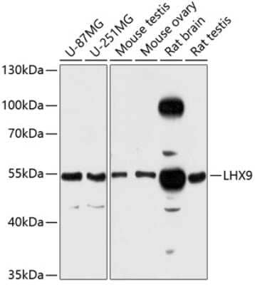 Western Blot: LHX9 AntibodyAzide and BSA Free [NBP3-04770]