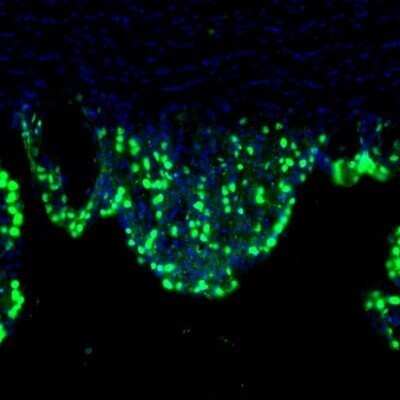 Immunohistochemistry: LIAS Antibody [NBP1-82845]