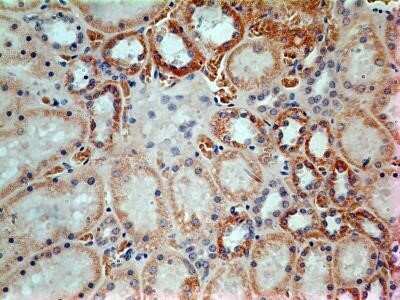 Immunohistochemistry: LIF Antibody (39N7D10) - Azide and BSA Free [NBP2-80834]
