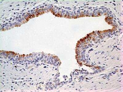 Immunohistochemistry-Paraffin: LIF Antibody (39N7D10) - BSA Free [NBP2-27406]