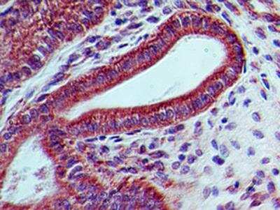 Immunohistochemistry-Paraffin: LIF Antibody (39N7D10) - BSA Free [NBP2-27406]