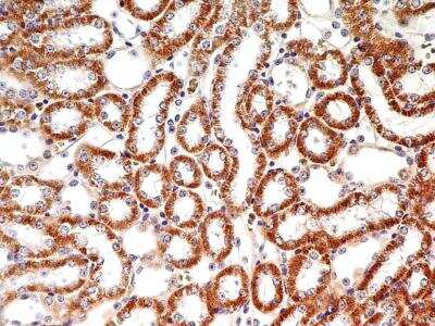 Immunohistochemistry-Paraffin: LIF Antibody (39N7D10) - BSA Free [NBP2-27406]