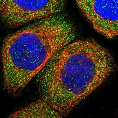 Immunocytochemistry/ Immunofluorescence: LIF Antibody [NBP1-85717]