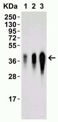 Western Blot: LIF AntibodyBSA Free [NBP1-76554]