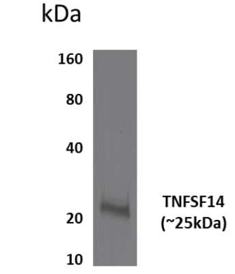 Western Blot: LIGHT/TNFSF14 Antibody (MM0456-8C34)Azide and BSA Free [NBP2-11964]