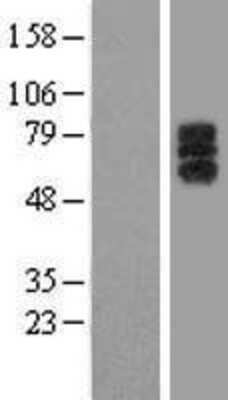 Western Blot: LIR-6/LILRA1 Overexpression Lysate [NBL1-12523]