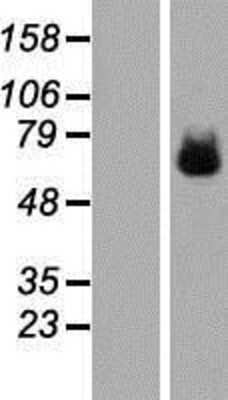 Western Blot: ILT2/CD85j/LILRB1 Overexpression Lysate [NBP2-07594]