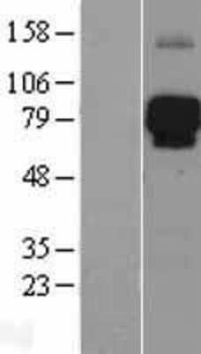 Western Blot: ILT4/CD85d/LILRB2 Overexpression Lysate [NBL1-12527]