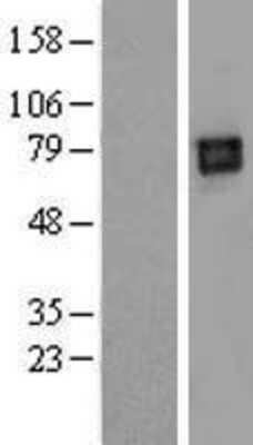 Western Blot: ILT4/CD85d/LILRB2 Overexpression Lysate [NBL1-12528]