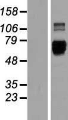 Western Blot: ILT5/CD85a/LILRB3 Overexpression Lysate [NBL1-12529]