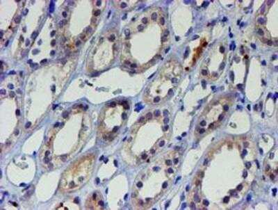 Immunohistochemistry-Paraffin: LIM1 Antibody (OTI2D5) [NBP2-01926]