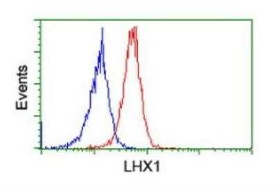 Flow Cytometry: LIM1 Antibody (OTI2D5) - Azide and BSA Free [NBP2-71134]