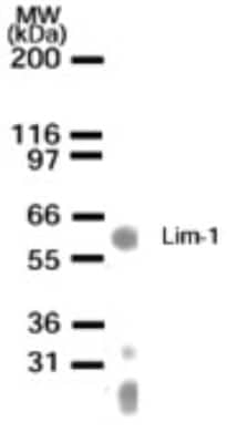 Western Blot: LIM1 Antibody [NB100-56626]