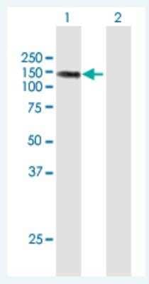 Western Blot: LIMCH1 Antibody [H00022998-B01P-50ug]