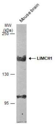 Western Blot: LIMCH1 Antibody [NBP1-32614]