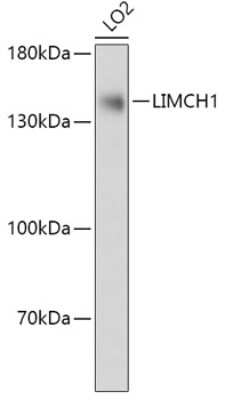 Western Blot: LIMCH1 AntibodyAzide and BSA Free [NBP3-04737]