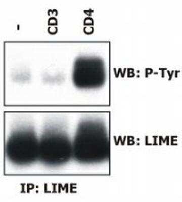 Immunoprecipitation: LIME Antibody (LIME-06) - BSA Free [NBP1-44945]