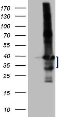 Western Blot: LIME Antibody (OTI5D3)Azide and BSA Free [NBP2-71974]